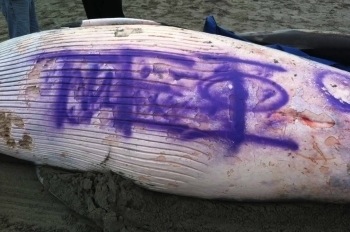 Whale tagged with graffiti in NJ died of virus, official says