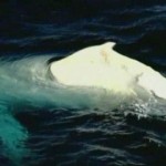 White humpback whale swims the seas
