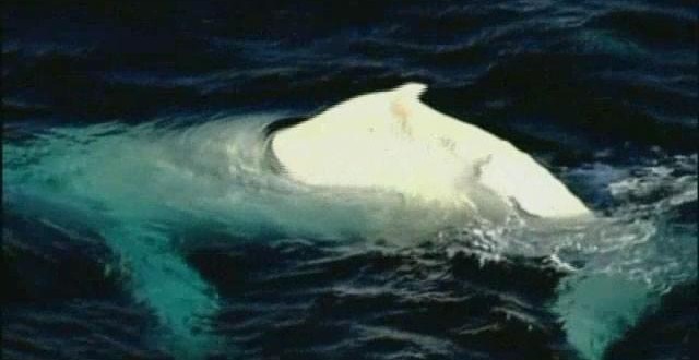 White humpback whale swims the seas