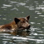 Wolves in wolves' clothing not all the same, New Study