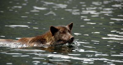 Wolves in wolves' clothing not all the same, New Study