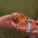 Yellow lobster: Fisherman's incredibly rare catch