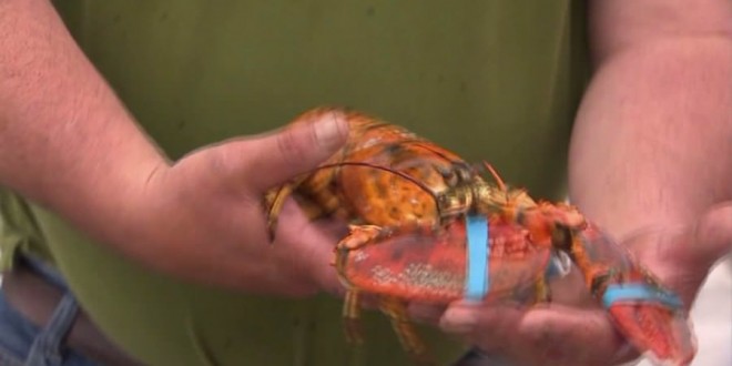 Yellow lobster: Fisherman's incredibly rare catch