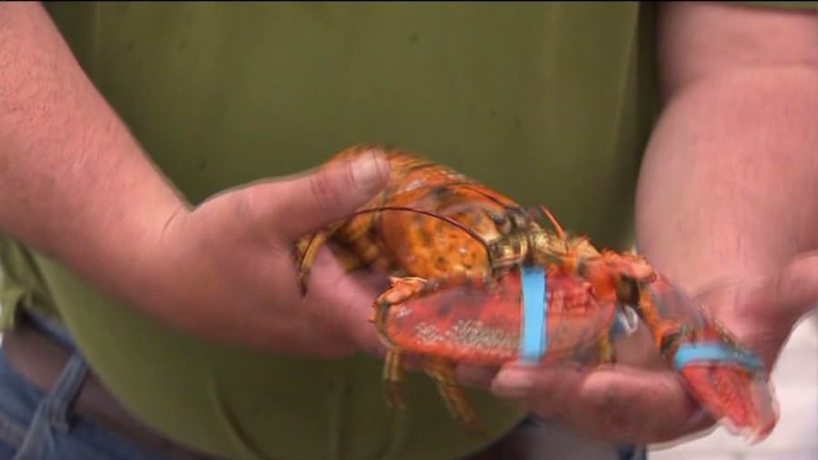 yellow lobster stockx