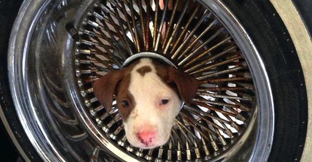 Firefighters free wayward puppy from car wheel