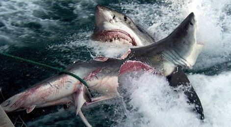 Great White Devoured by Mystery Monster off Australia Coast