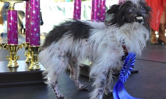 Peanut Named 2014 World's Ugliest Dog