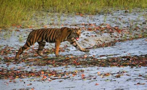 Tiger snatches man off fishing boat in India