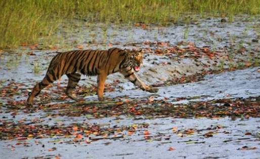 Tiger snatches man off fishing boat in India (Video)