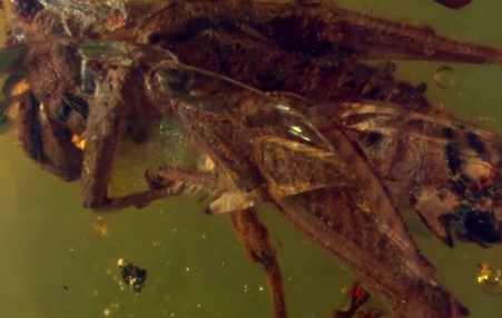 Ancient cricket found in neglected primeval amber (Video)