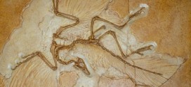 Archaeopteryx fossil gives clues to feather evolution, Report