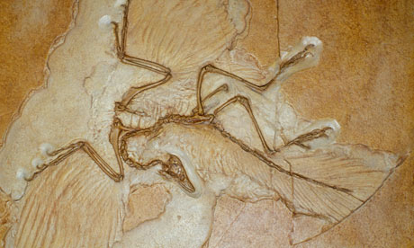 the archaeopteryx fossil