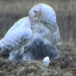 Arctic Snowy Owl Nesting Cam