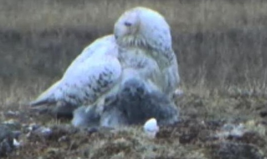 Arctic Snowy Owl Nesting Cam (Video)