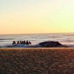 Australia : Rescuers free beached whale
