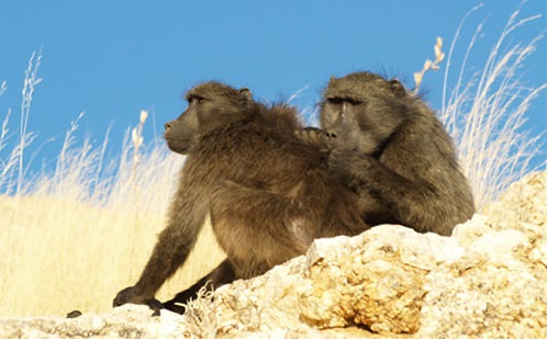 Baboons groom more powerful mates for favours, Study