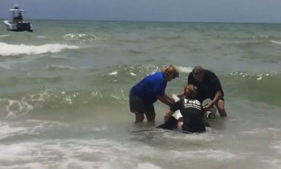 Baby dolphin rescued off Redington Beach (Video)