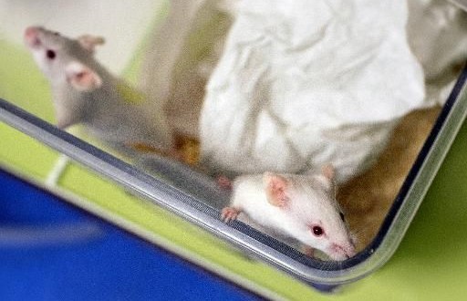 Baby mice produced from frozen testicle tissue, New Study