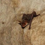 Bats use polarized light to navigate, Study Finds