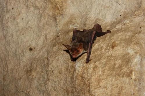 Bats use polarized light to navigate, Study Finds