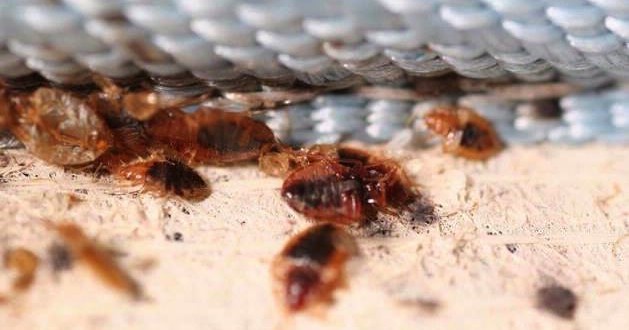 Bed bug infestations on the rise in Toronto