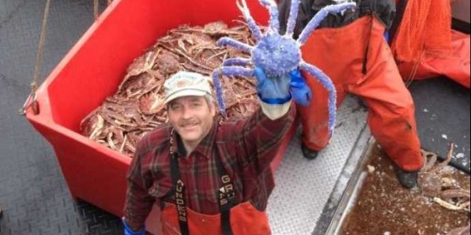 Blue King Crab : Rare blue-coloured crab discovered in Alaska