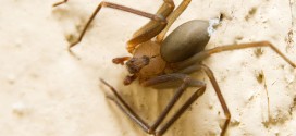 Brown recluse bites on the rise