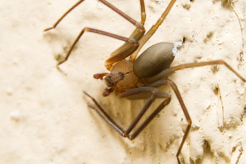Brown recluse bites on the rise