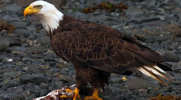 California : Bald Eagles Spotted After More Than 50 Years