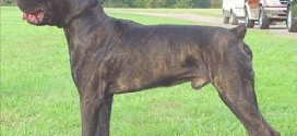 Cane corso dogs maul to death Michigan jogger