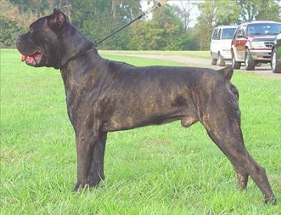 Cane corso dogs maul to death Michigan jogger