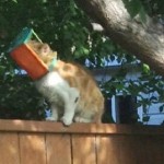 Cat at large with head stuck in bird feeder