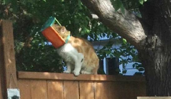 Cat at large with head stuck in bird feeder