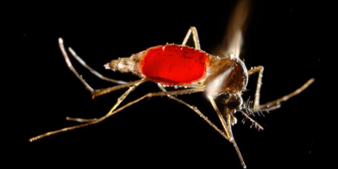 Chikungunya Virus Found in Florida, First Two Cases in the United States