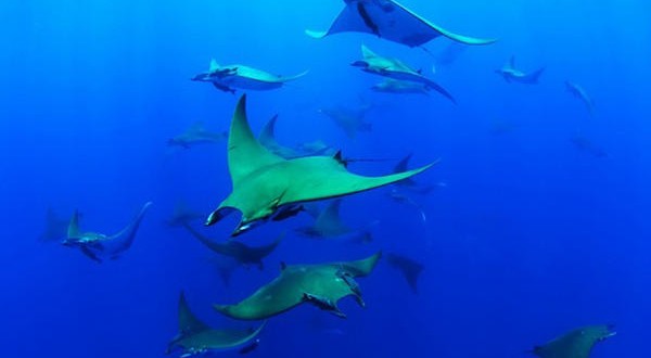 Chilean Devil Rays Dive Deeper Than You Think, Study