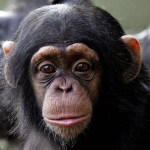 Chimpanzee Intelligence Determined by Genes, Finds New Study