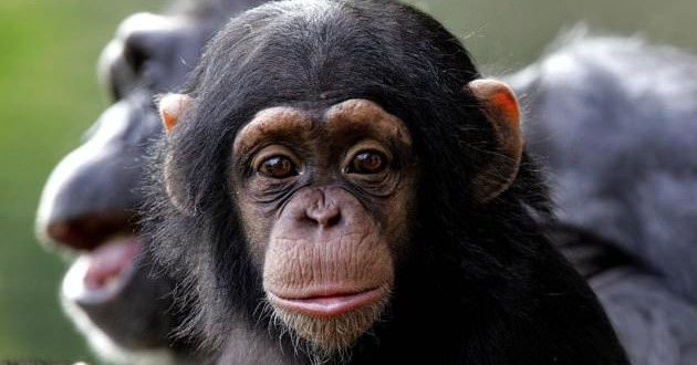 Chimpanzee Intelligence Determined by Genes, Finds New Study