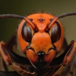 Deadly Asian Hornet 'seen in Scotland'