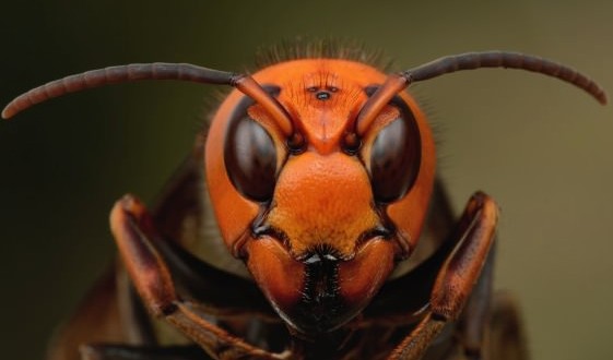 UK : Deadly Asian Hornet ‘seen in Scotland’