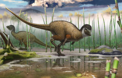Dinosaurs all had feathers, New Study