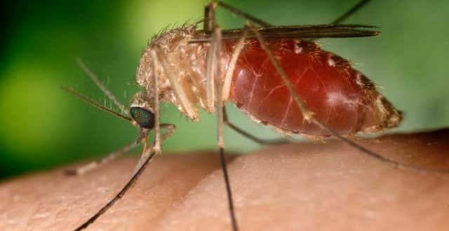 EEE virus found in mosquitoes in Massachusetts