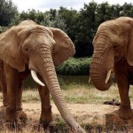 Elephants have far more smell genes than dogs, study finds