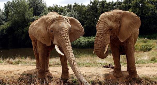 Elephants have far more smell genes than dogs, study finds
