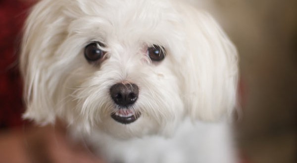 Endearing animal features may be the result of genetic deficit, Study