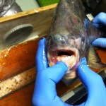 Fish caught in Lake St. Clair looks like a piranha