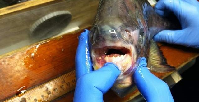 Fish caught in Lake St. Clair looks like a piranha (Photo)
