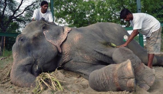 Elephant 'cries' when freed after 50 years in chains