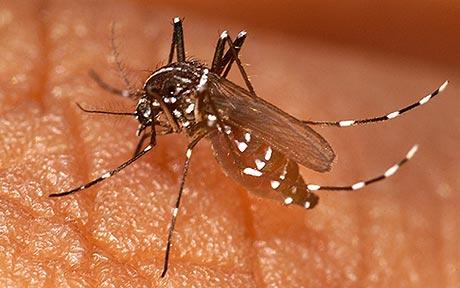 GSK asks European regulator to OK malaria shot, Report