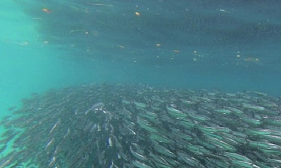 Giant Undulating Anchovy School (Video)