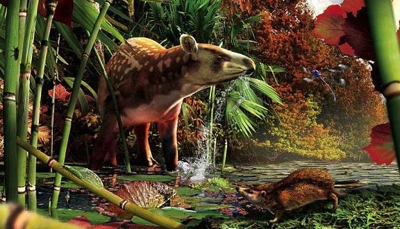 Hedgehog and tapir fossils found in British Columbia